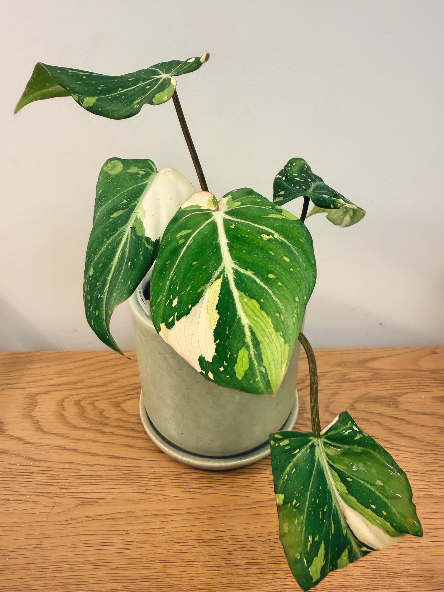 Philodendron Gloriosum Variegated (B)