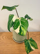 Philodendron Gloriosum Variegated (B)