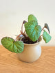 Begonia