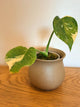 Monstera Crème Brûlée