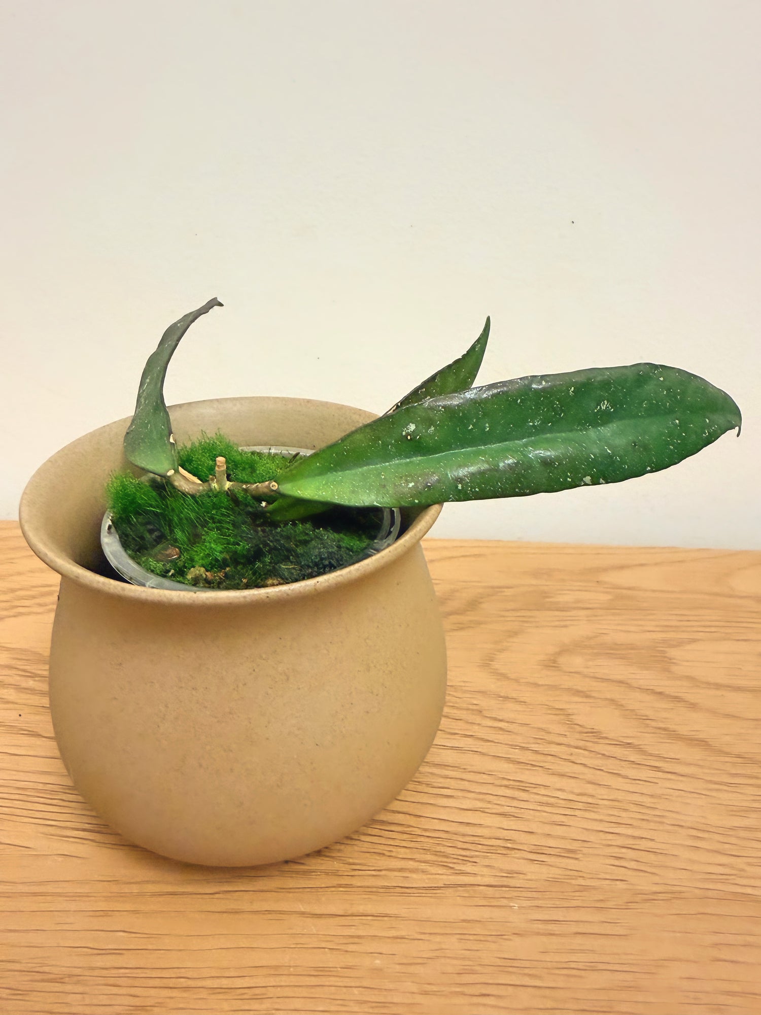 Hoya Scortechinii Pink