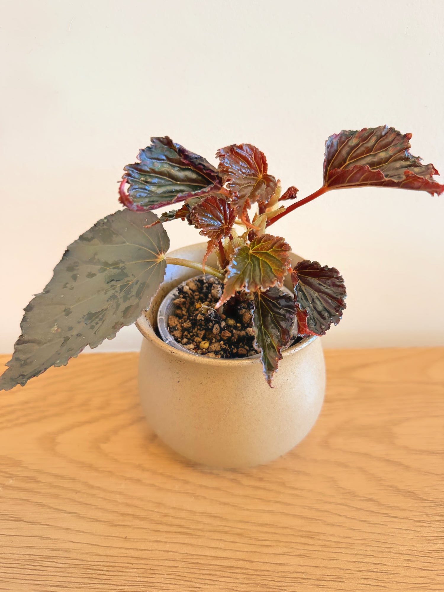 Begonia Mai Dark Devo (B)