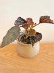 Begonia Mai Dark Devo (B)