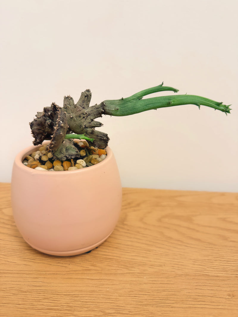 Ceropegia Stapeliiformis Crest (A)