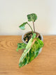 Philodendron Gloriosum Snow Leopard