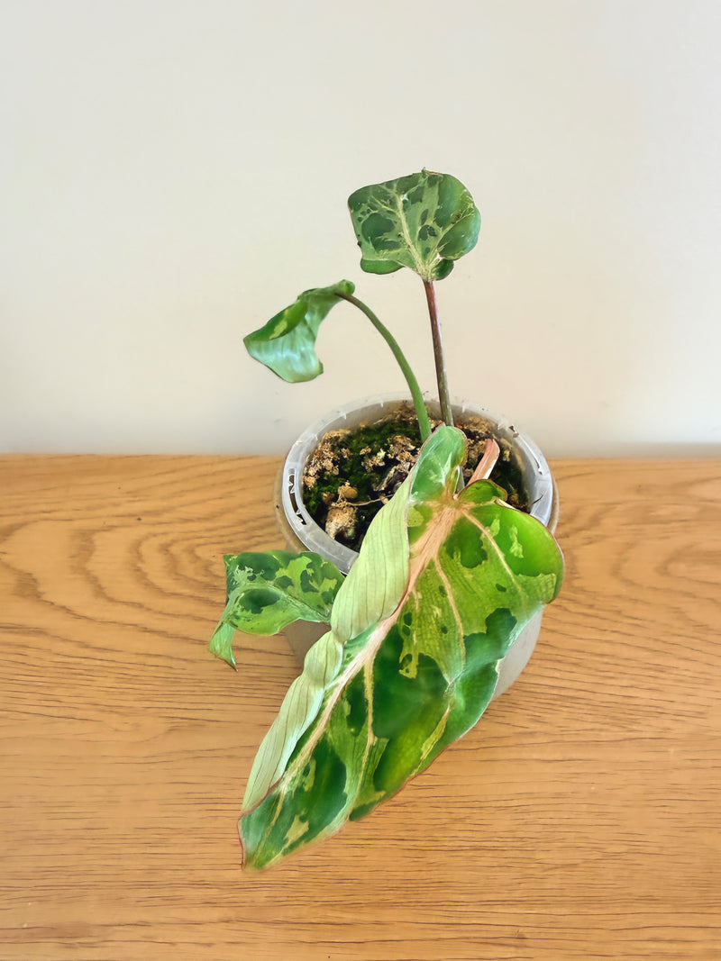 Philodendron Gloriosum Snow Leopard