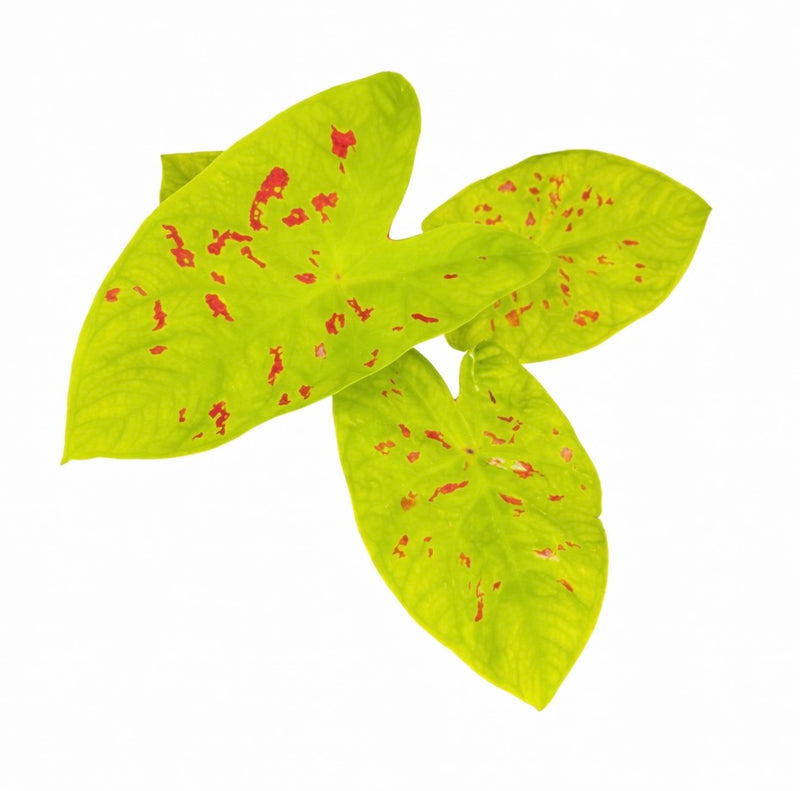 Caladium Sadie