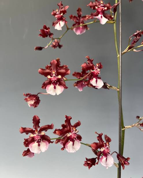 Oncidium Sharry Baby ‘HOF’