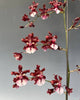 Oncidium Sharry Baby ‘HOF’