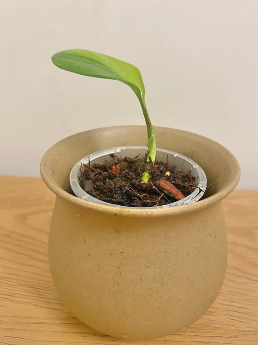 Scindapsus Rubicon Variegated