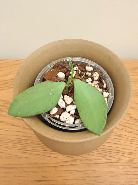 Hoya Nummularioides Silver