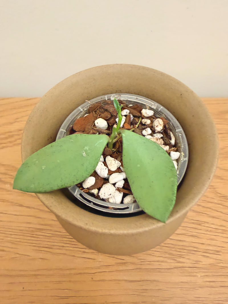 Hoya Nummularioides Silver