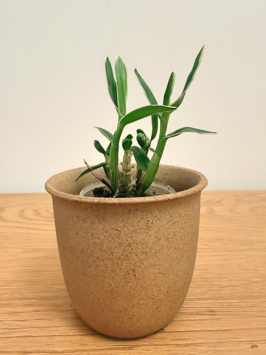 Dendrobium Moniliforme ‘Fujizuru’