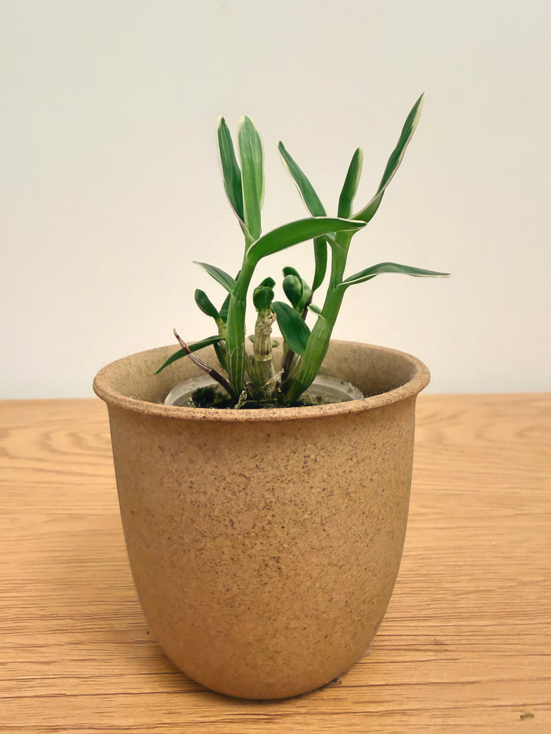Dendrobium Moniliforme ‘Fujizuru’
