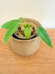 Anthurium Queen Waroqueanum