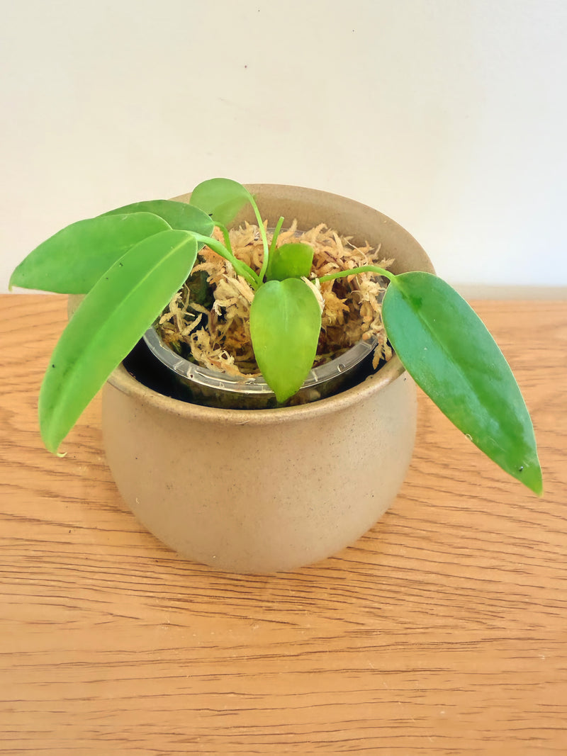 Anthurium Queen Waroqueanum