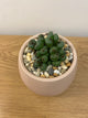Conophytum minimum ‘scitulum’