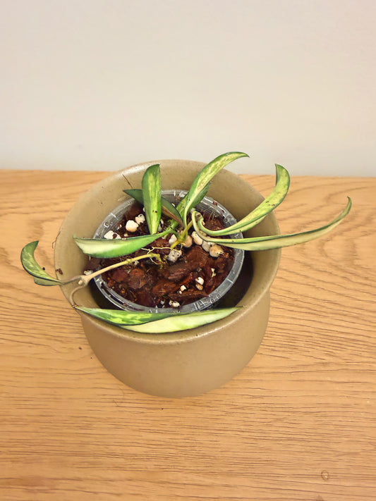 Hoya Wayetii Variegated (B)
