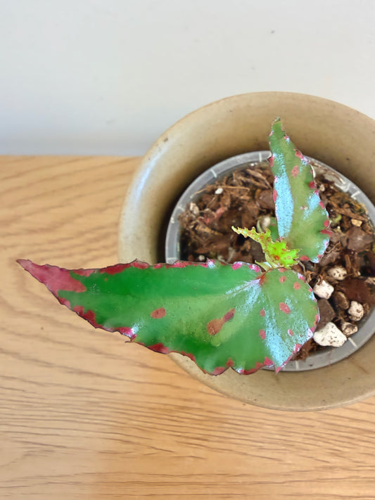 Begonia Pink Lava
