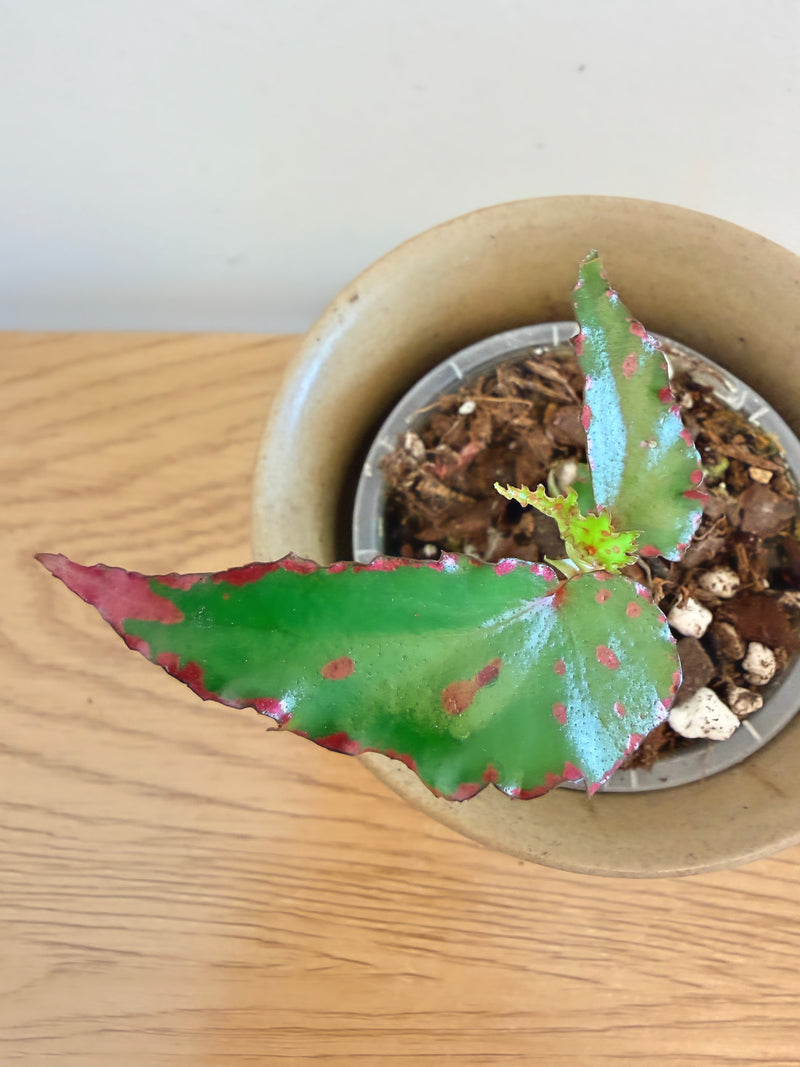 Begonia Pink Lava