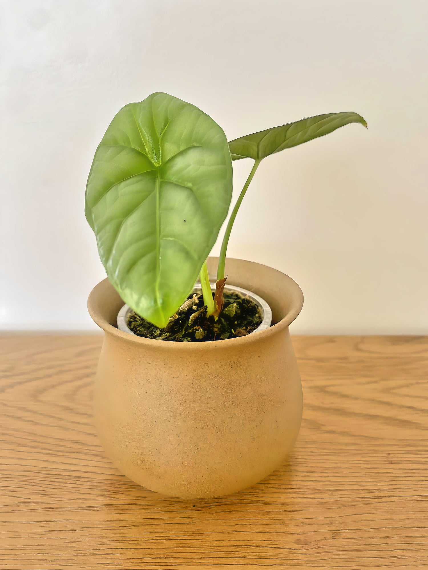 Alocasia Sinuata Quilted Dream