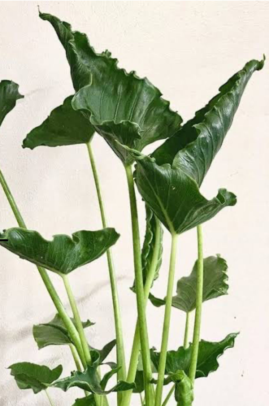 Alocasia Triangularis Flask (10 plants)