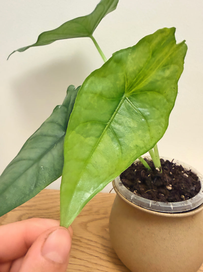 Alocasia Dragon Breath Aurea
