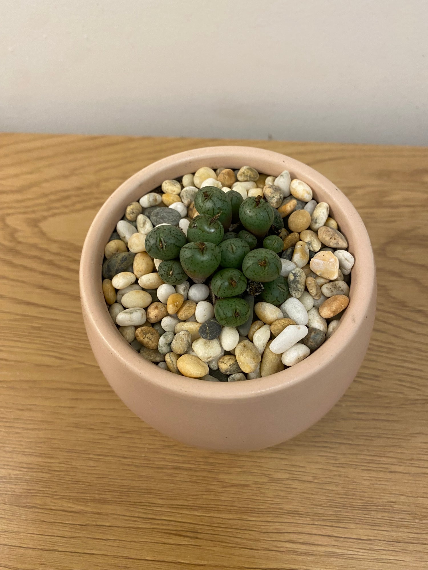 Conophytum Uviforme