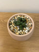 Conophytum Uviforme