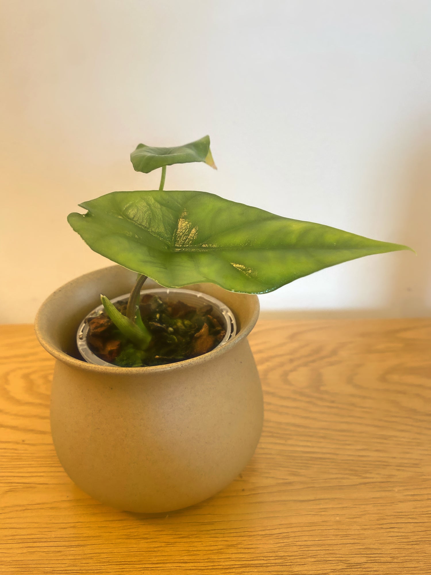 Alocasia Simpo