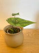 Alocasia Simpo