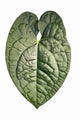 Anthurium David Portilla