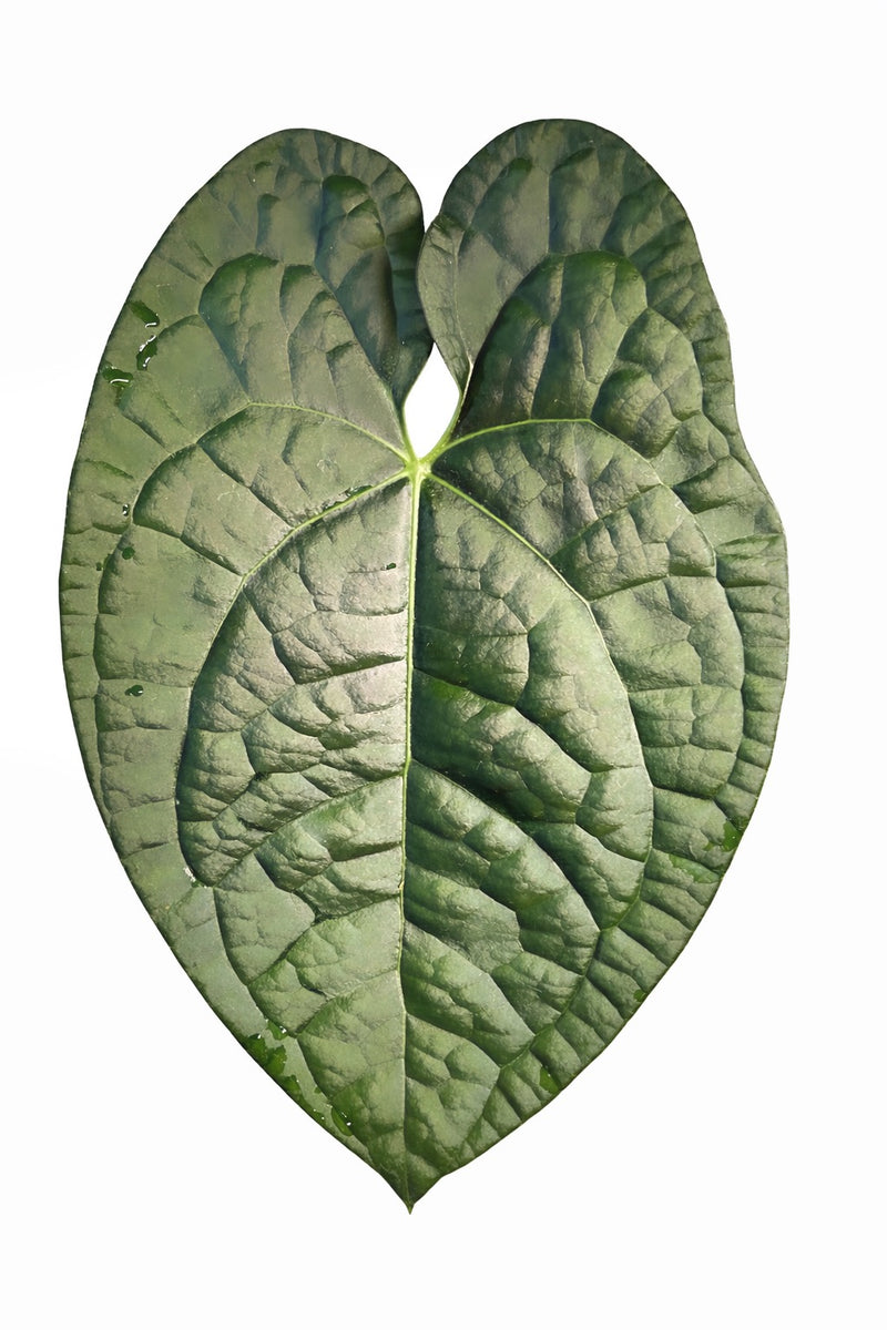Anthurium David Portilla
