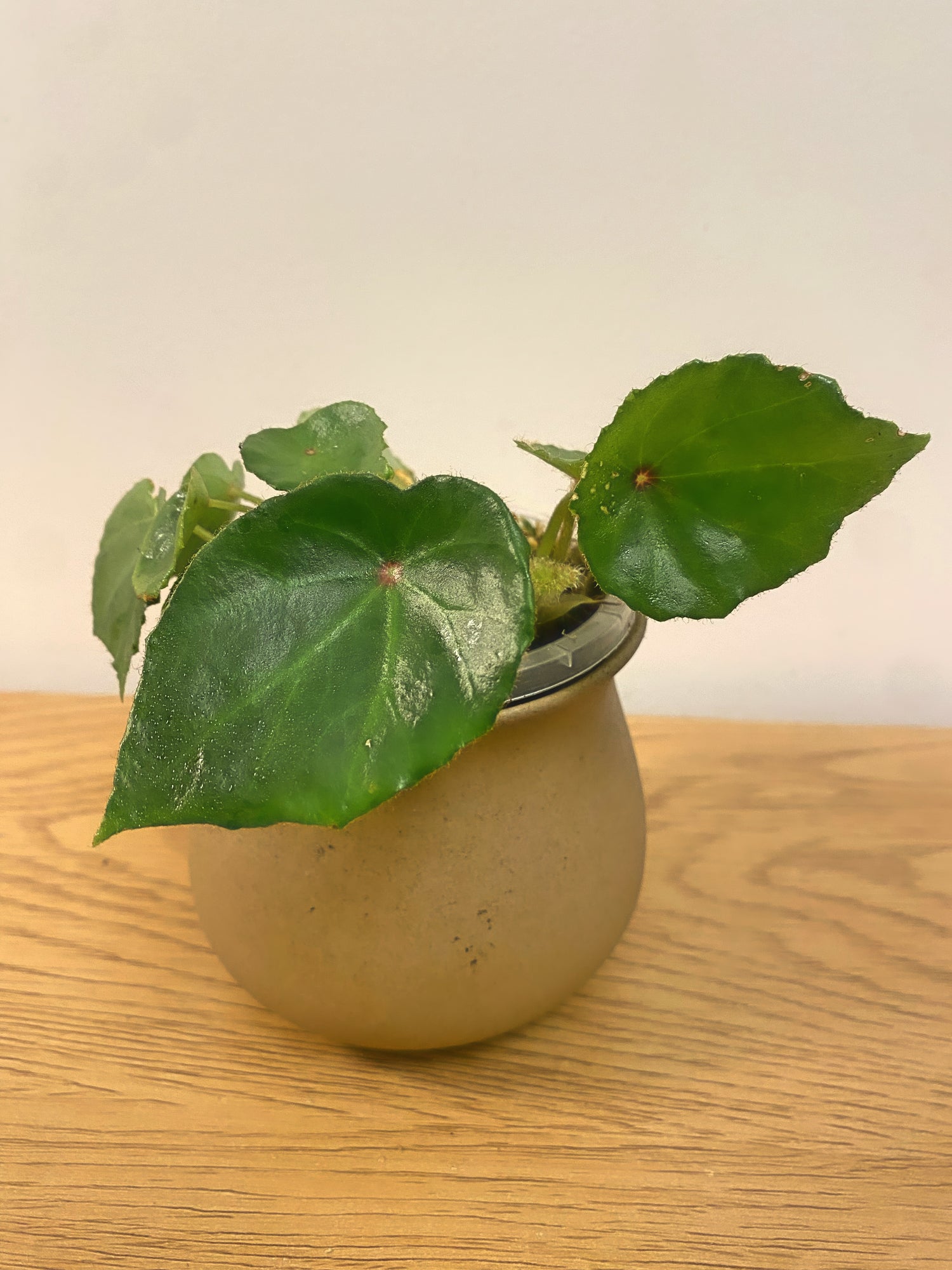 Begonia Rouge