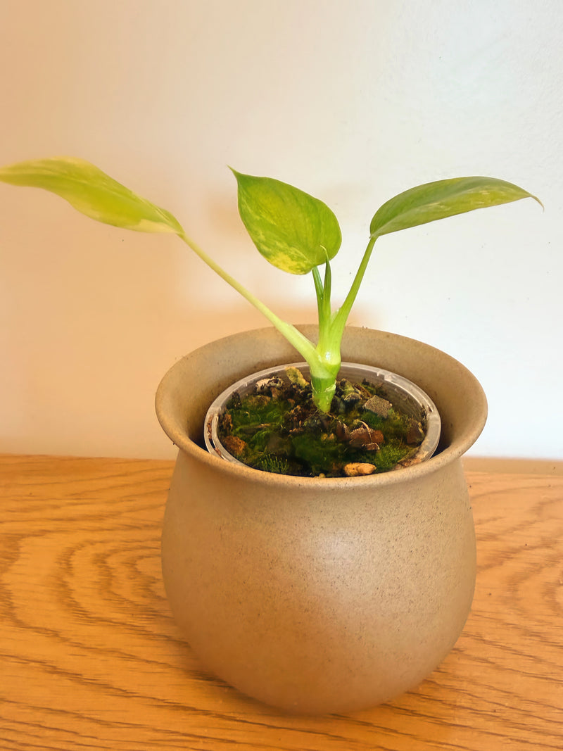 Philodendron Selloum Variegated