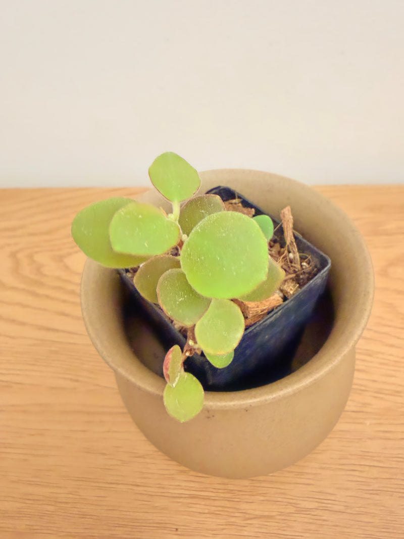 Codonanthe Devosiana