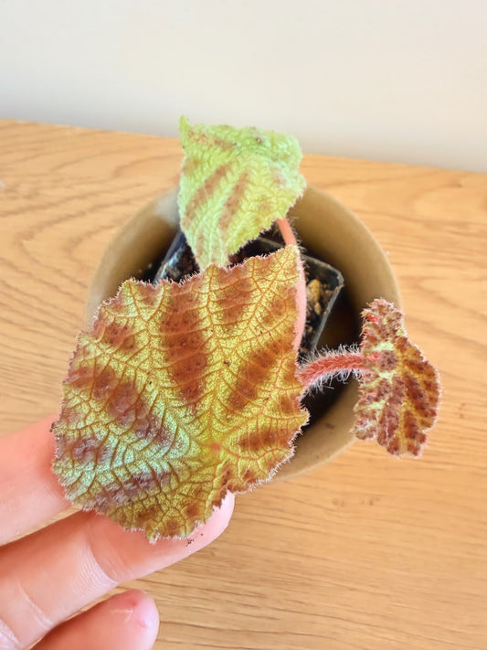 Begonia Arachnoidea ‘Spider Web’ (A)