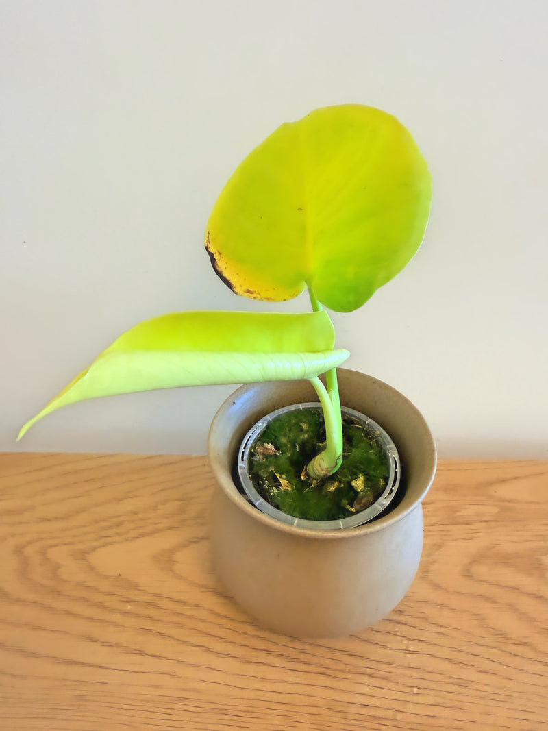 Monstera Lemon Lime