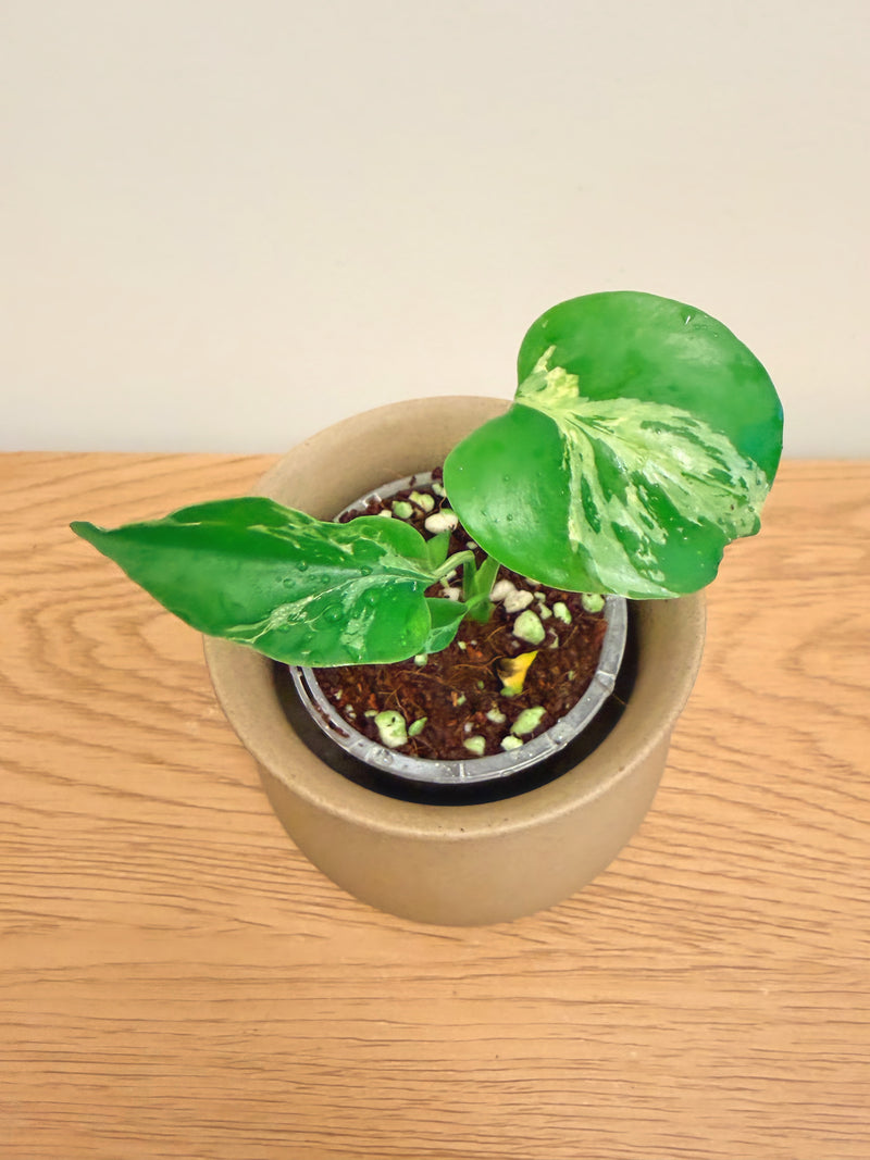 Monstera Bulbasaur