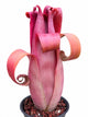 Aechmea Bromeliad ‘Rubra’