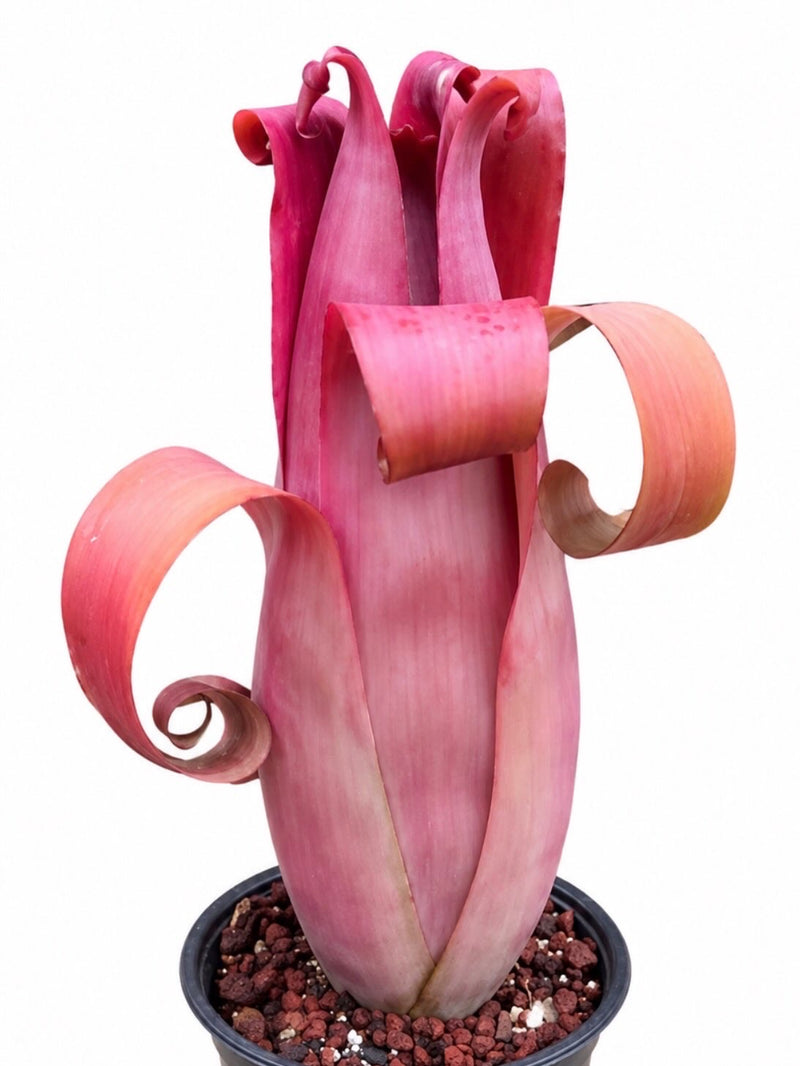 Aechmea Bromeliad ‘Rubra’
