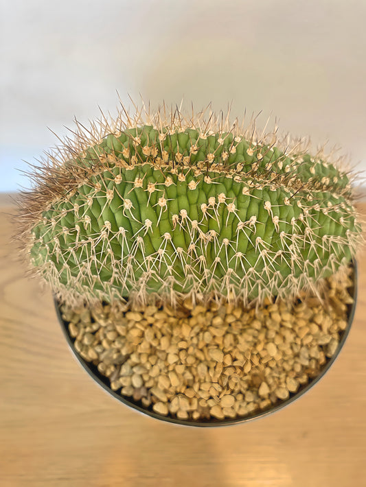 Echinopsis Crest