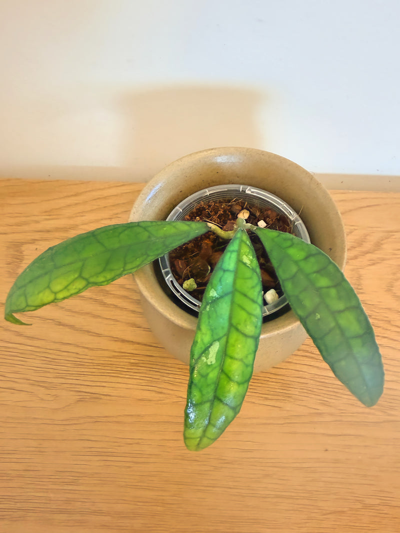 Hoya Finlaysonii Long Leaf