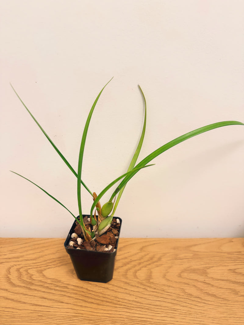 Maxillaria Tenuifolia