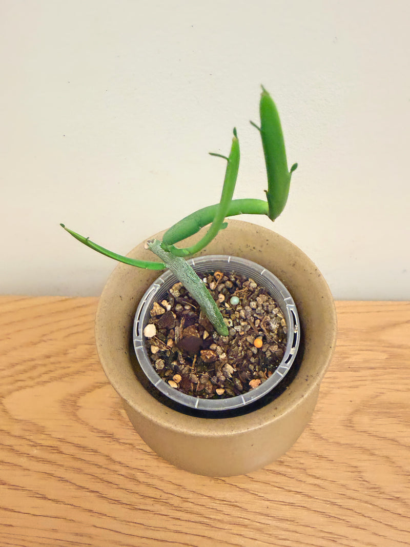 Euphorbia Enterophora Crassa