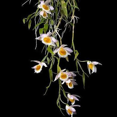Dendrobium Loddigesii