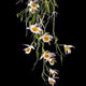 Dendrobium Loddigesii
