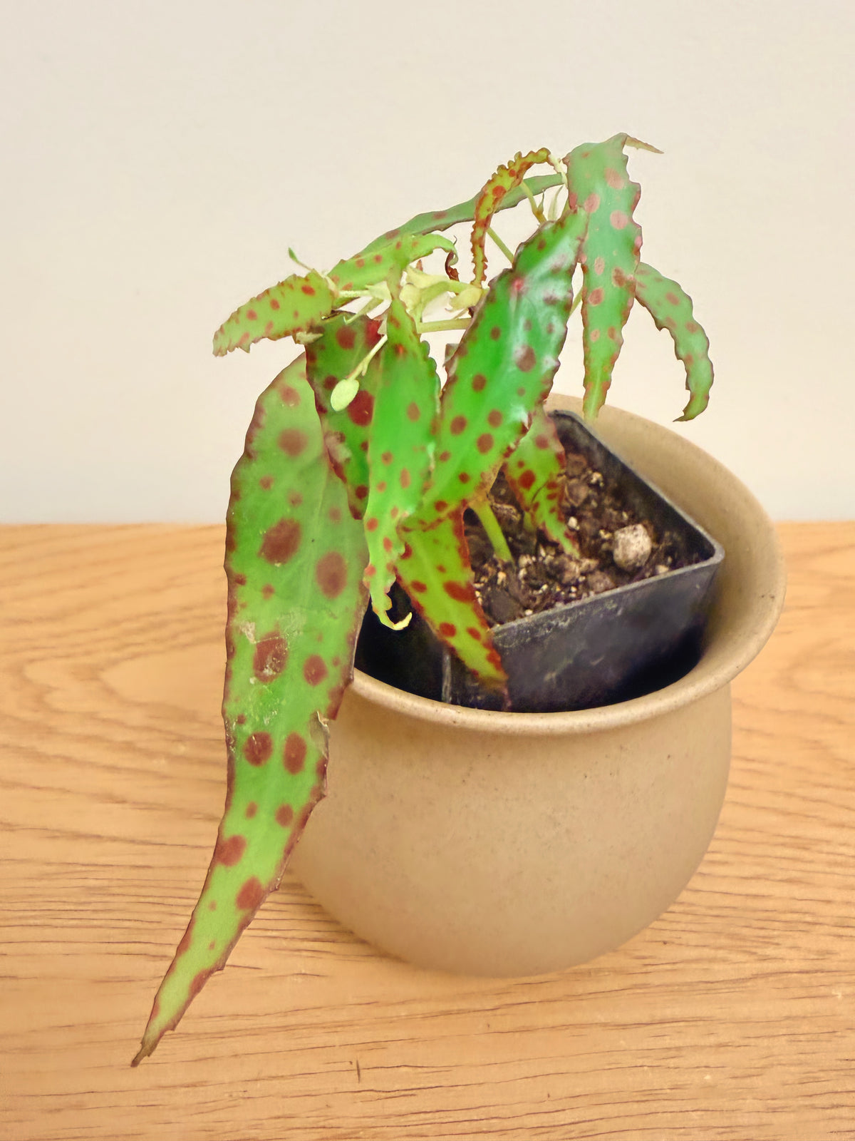 Begonia Amphioxus
