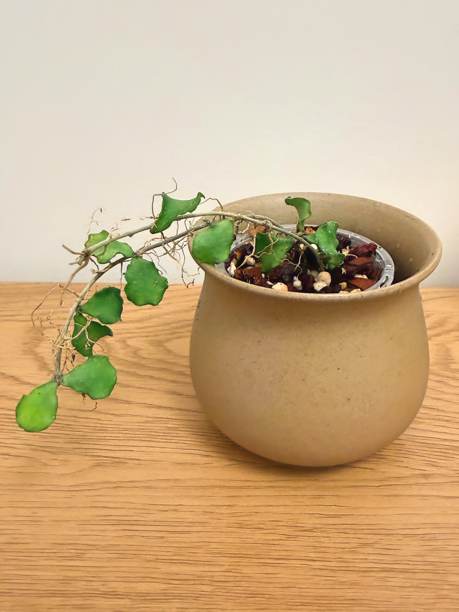 Hoya Kanyakumariana