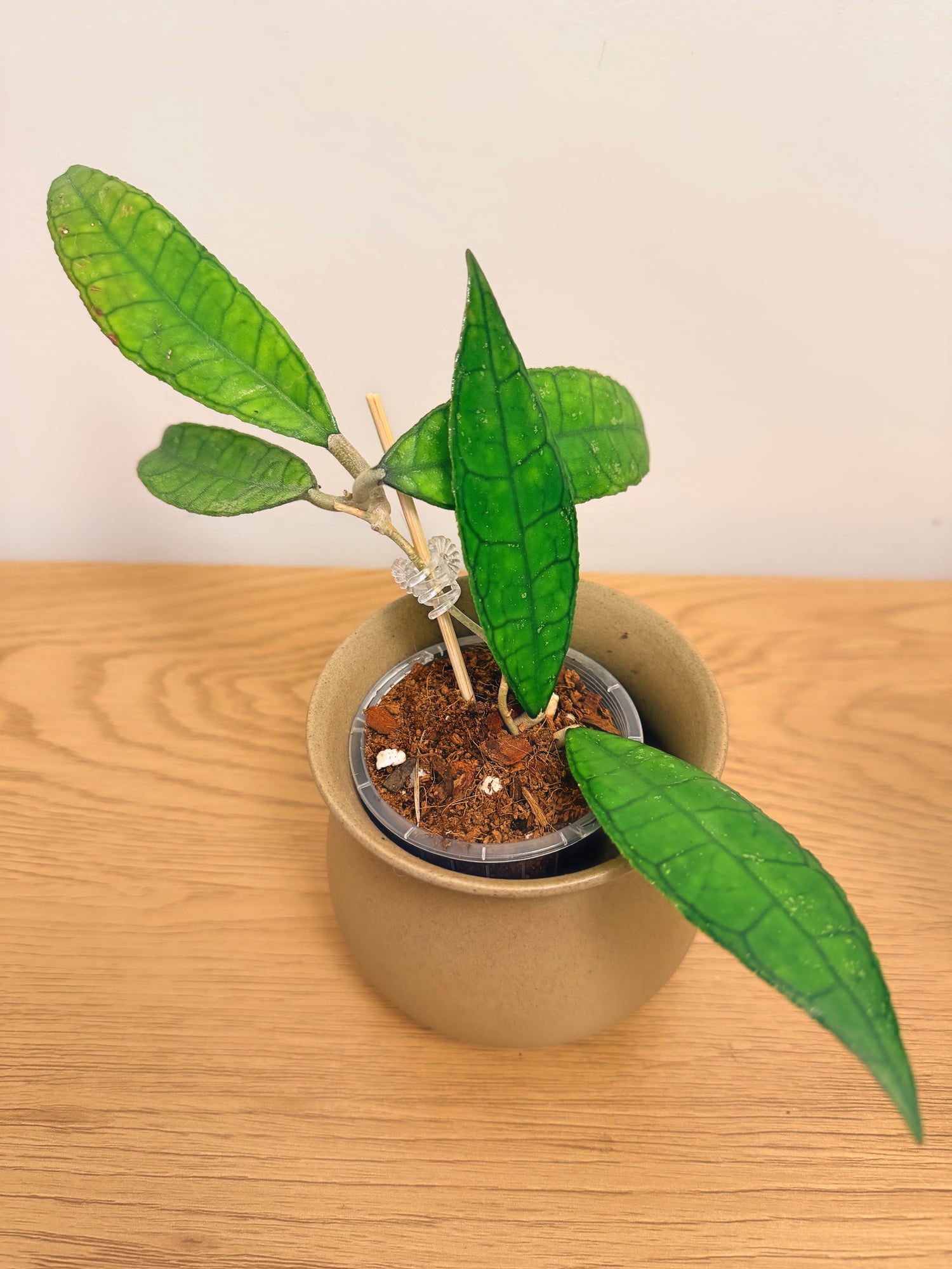 Hoya Finlaysonii Long Leaf (B)